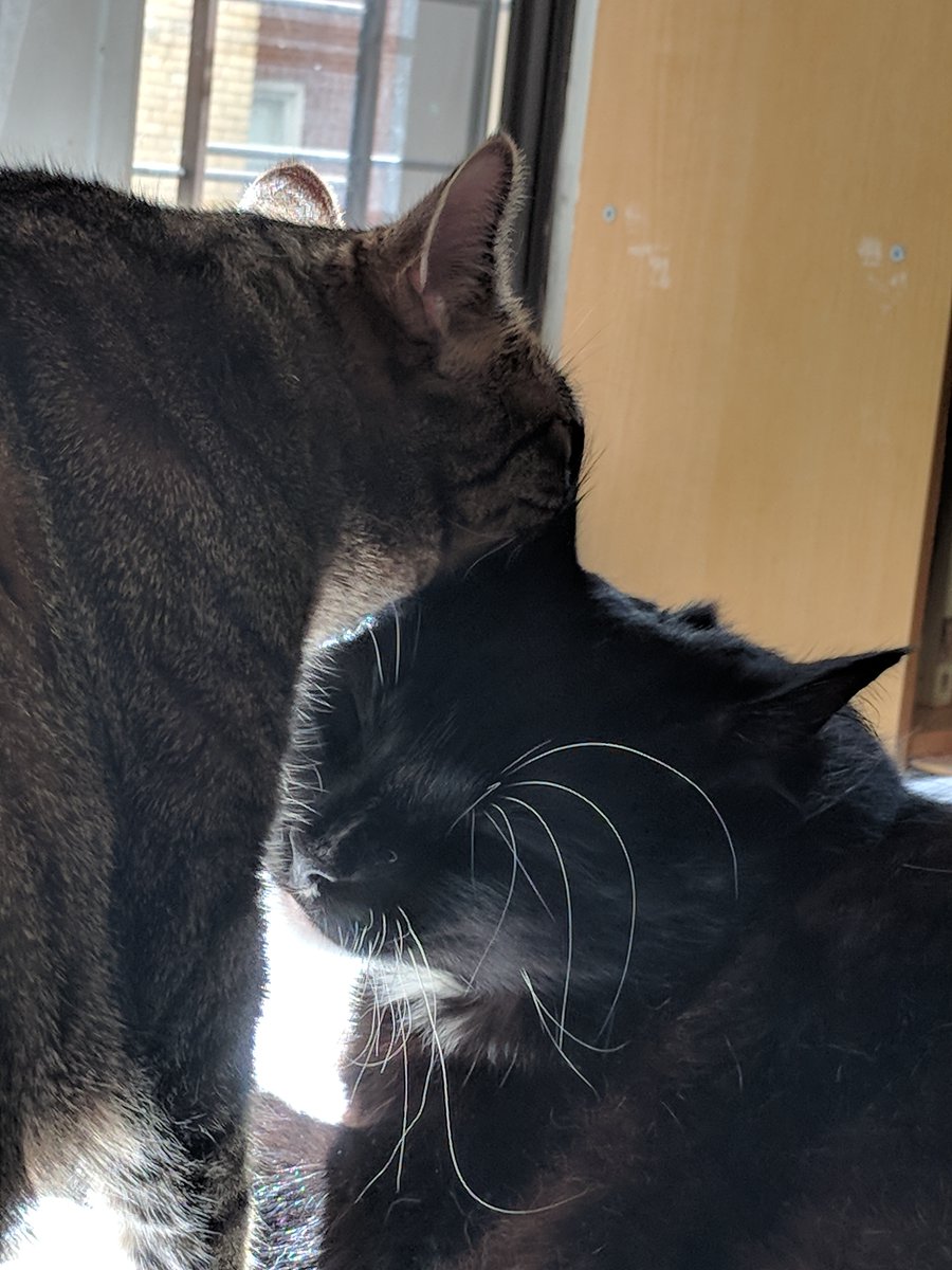 beaufort tweet media