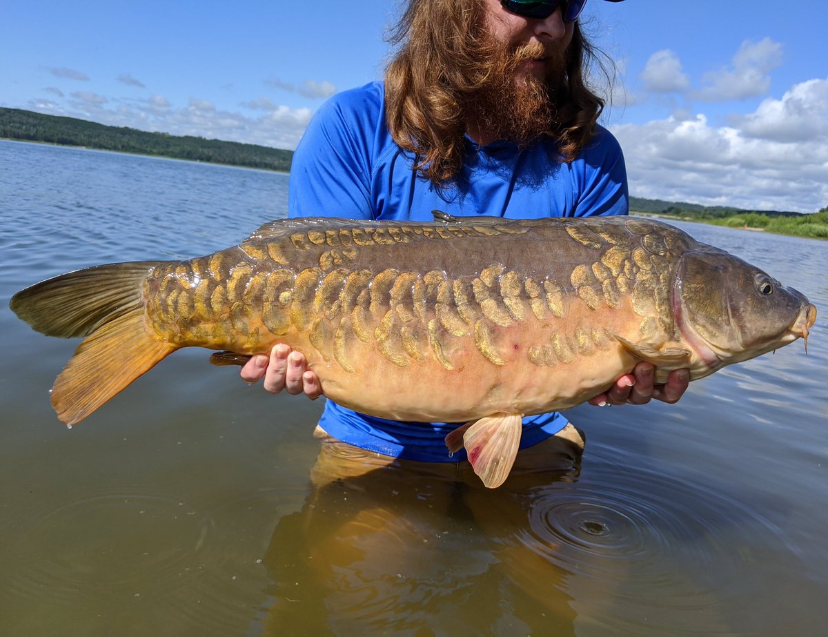 homiangling's tweet photo. Mirror Carp ✅  One of my most memorable catches to date!  It was a wonderful treat on my second outing after heart surgery!

#carp #mirrorcarp #carpfishing #carpyshots #carpangler #carpfishingcanada #carplife #carping #carpwatch #carpcrossing #thatscarpy #fishing #angler https://t.co/MQW9aW2OdY