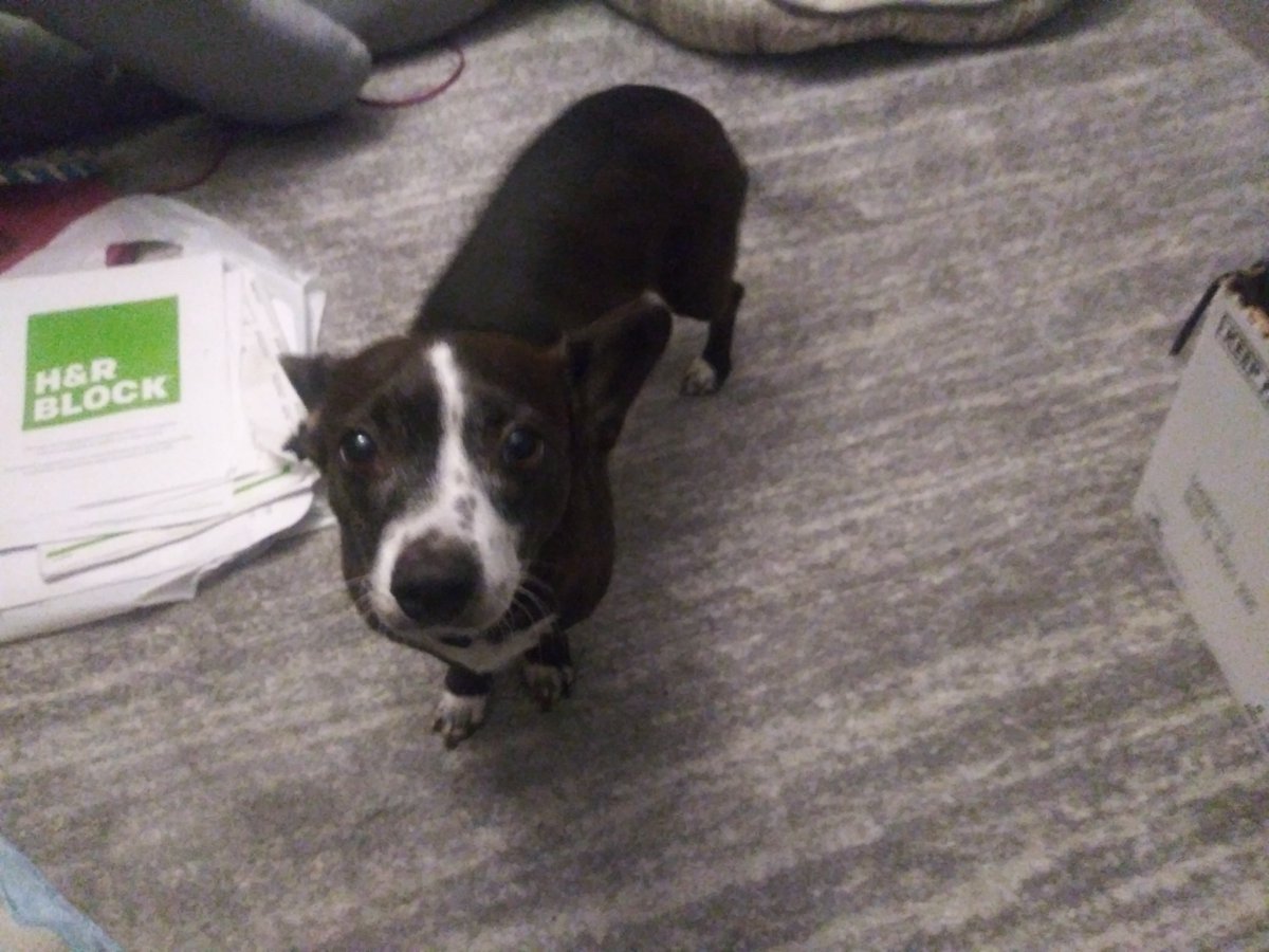 mindbombmusic's tweet photo. Well I wanted to do something special for my 2000 tweet but since I have nothing set up nor do I really have anything special planned. I'm just going to post a pic of my furry princess. Her name is Ziva. #Tweet2000 https://t.co/fc4aJQUMje