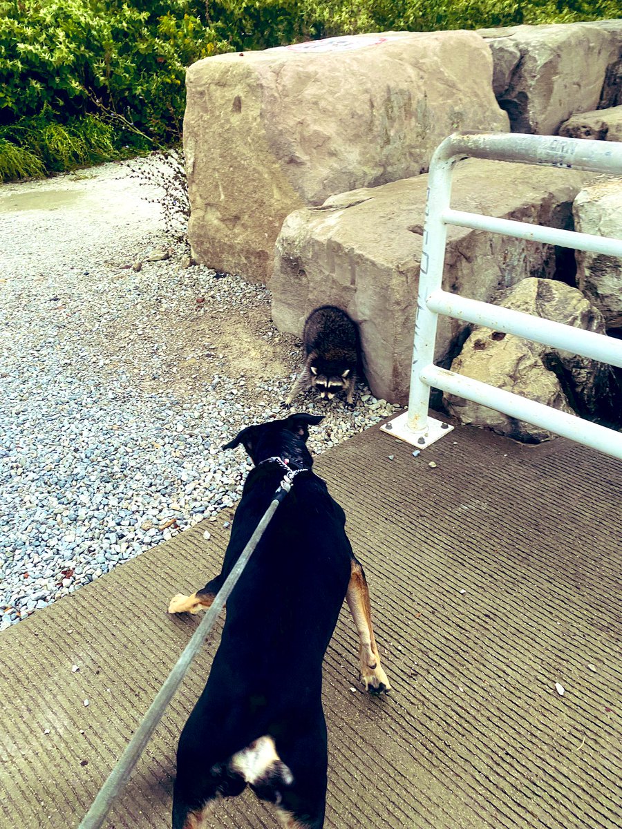 ShawnaOhm's tweet photo. Close encounter: a series.
Trash #pandaproblems
I got a good core workout & nobody got rabies. https://t.co/XfM7V6IEAo