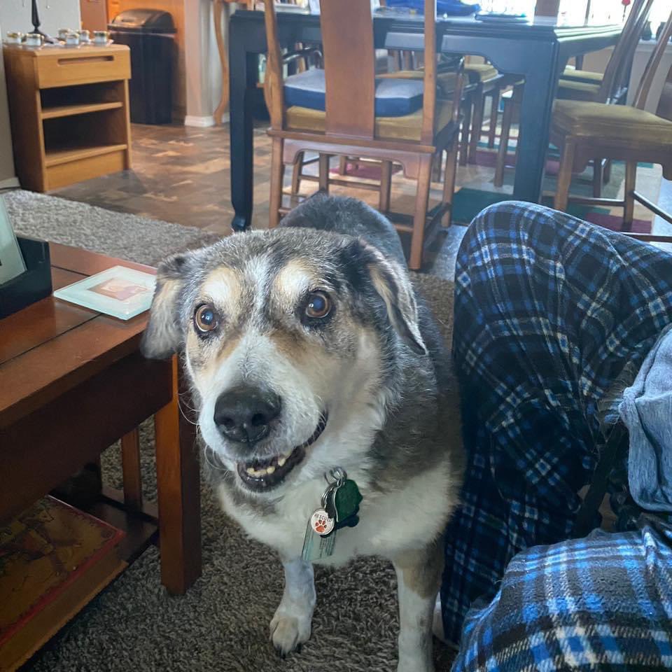 IdGopher's tweet image. My beloved baby had to be put to sleep. It was a difficult decision, but she is at peace. Shelby Ayn lived almost 17 human years.