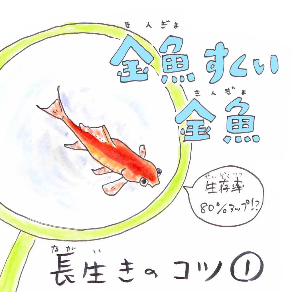 こうすれば生存率が上がる？！金魚すくいでとった金魚を持ち帰るなら知っておきたいこと！