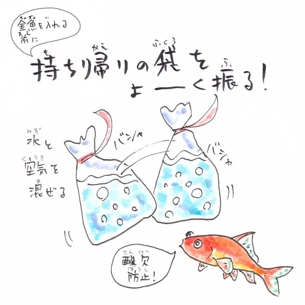 全てが人間のエゴだとしても、アートアクアリウムだけは「好き!」とはあまり言えないなぁ。金魚すくいも、せめて持ち帰った金魚たちが幸せに長生きしますように。豆知識描きましたのでどうぞ。 