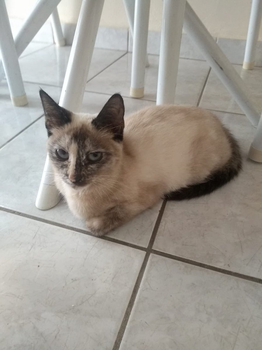 ToneLeo's tweet photo. Preciso de um nome pra essa gatinha, ela vai morar comigo, ajuda aí.. to com as ideias fraca kkkkk https://t.co/zRhXCrwIv2