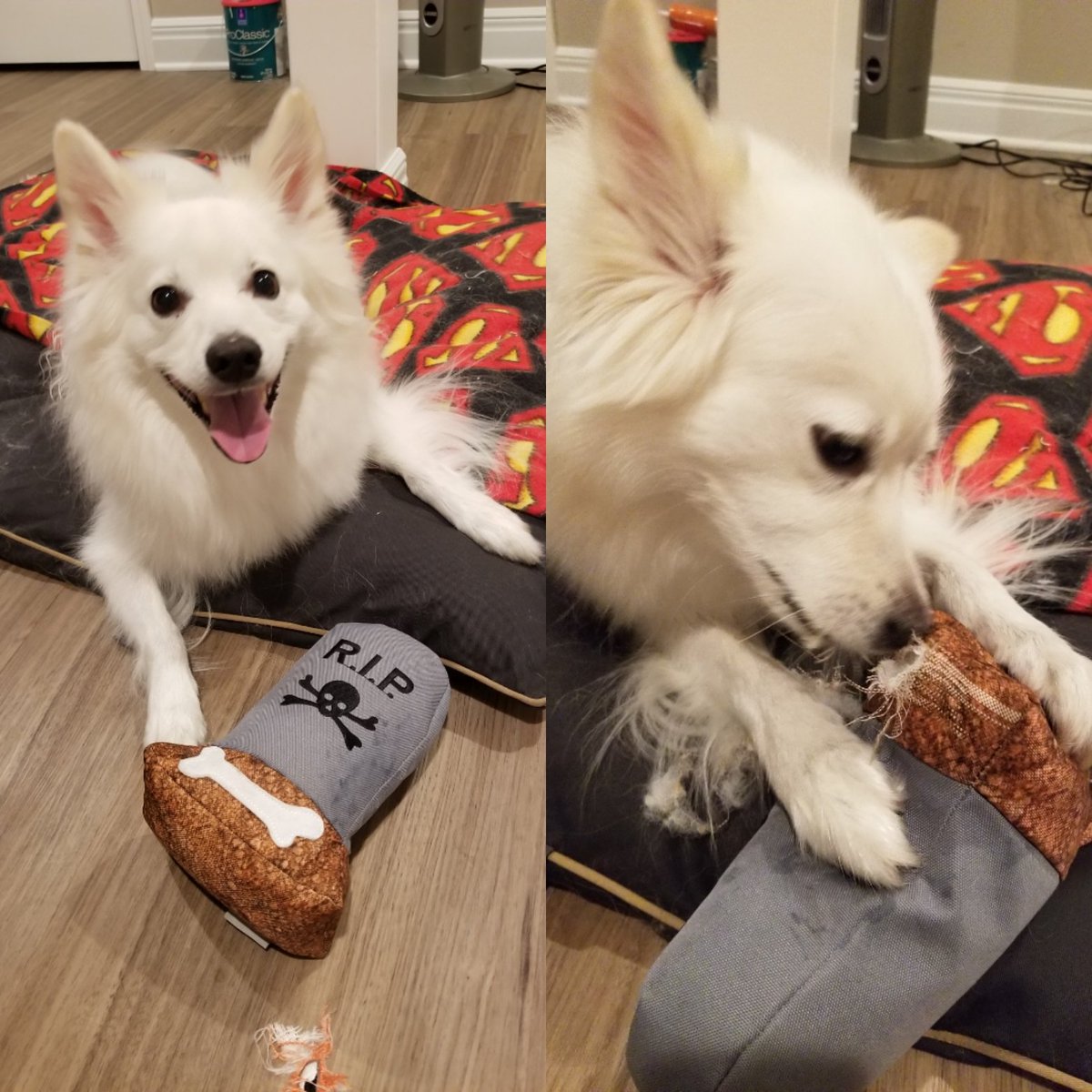 Thread9dog's tweet photo. RIP indeed. Clark destroyed his new tombstone in less than 5 minutes. @chewy got any tougher stuffies? 😂🎃☠⚰ #destroyed https://t.co/YK4mEZIYh3