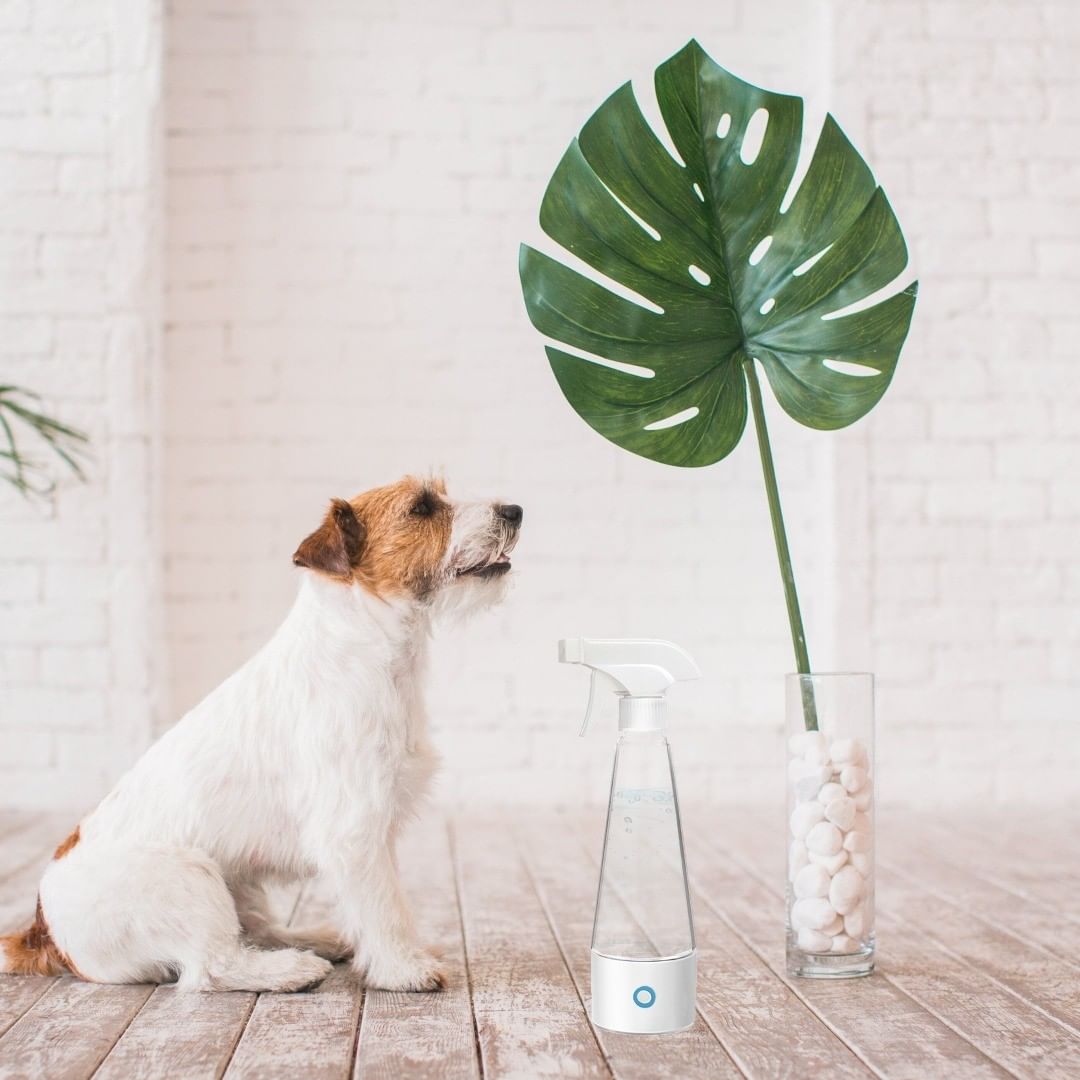AstraBottle's tweet photo. The best natural way to keep your pets safe and healthy during this pandemic. Check link in bio for more details. #astrabottle #sanitizer #naturaldisinfectant #natural #chemicalfree #petsafe #skinsafe #kidsafe #disinfect #wellness #nontoxic #foodsafe #product #cleaning #clean https://t.co/yGJY9vvlE9