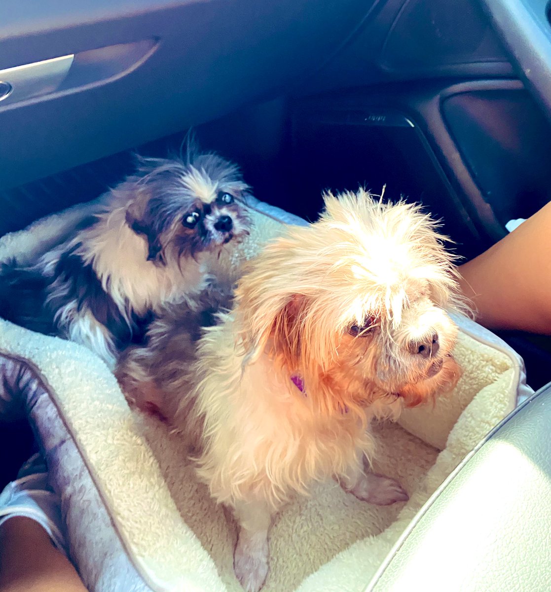 Joe_Gatto's tweet photo. The @gatto_pups have grown by two. I call them Panna Cotta. A pair of  bonded senior sisters found roaming the streets in the Bronx. 

Settle in ladies. Life just got great again. https://t.co/FAC0Pia3qh