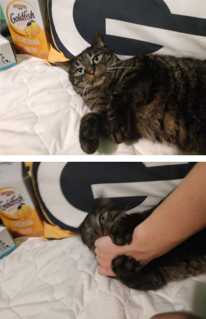 MeowMoeDotCom's tweet photo. My #Cat #Summed up in two #Pictures
#Cats #Cat #Kittens #Kitten #Kitty #Pets #Pet #Meow #Moe #CuteCats #CuteCat #CuteKittens #CuteKitten #MeowMoe
https://t.co/p7p9Md62xb https://t.co/fH02wIfJcU