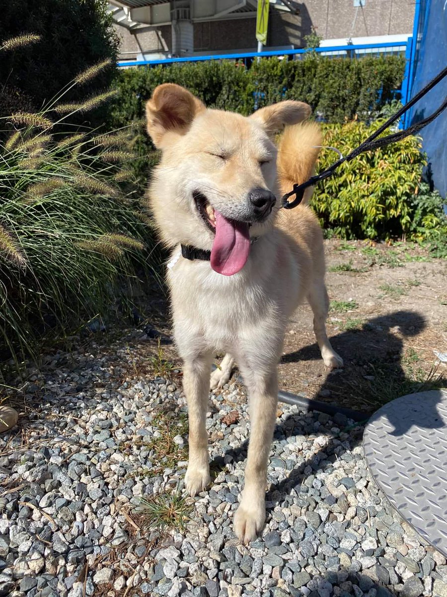 easyminds's tweet photo. After 3 months... we are able to take her home, please meet San μ°! A rescue from South Korea π
#dogsoftwitter #cipyd #jindo https://t.co/dEcfznxBCI
