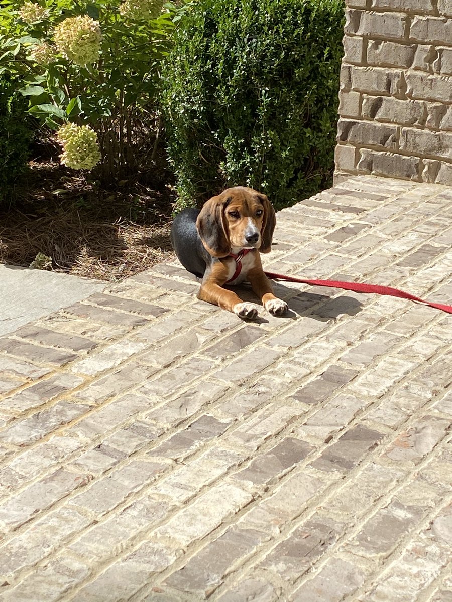 DonnaCCobb's tweet photo. @soledadobrien Same thing with this one. We will stay outside forever, but he will pee as soon as we come inside https://t.co/j6yZpWVZqv