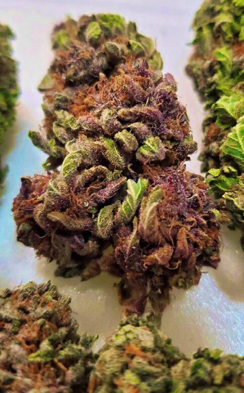 texaskitty420's tweet photo. My favorite nug today 💜 #420 #smokeit #dank #yum #Love #420blazeit #girlswhosmoke #highlife #stayhigh #stoned #happy #peace #purple #420girls #texaskitty420 #meow #xoxo https://t.co/jhfmCpSKEX