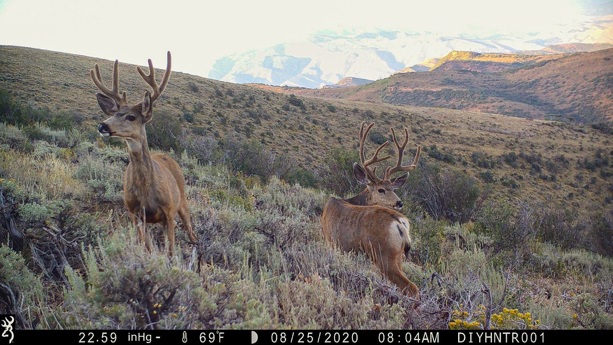 Who else could get used to a view like this? Our friend <a href="/diyhntr/">The DIY Hunter</a> has his Browning Defender Wireless cellular trail camera set up in this beautiful, hard-to-reach location, and we always love seeing what shows up!

#TrailcamTuesday #browningcameras #youvegottoseethis