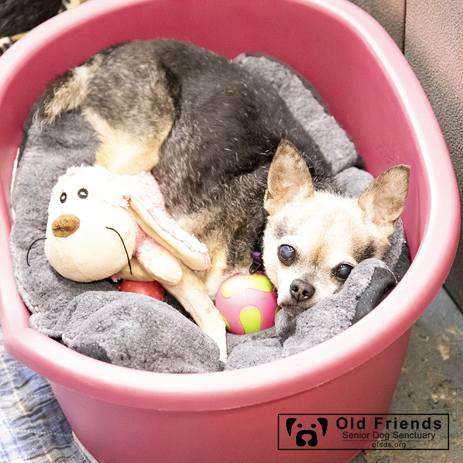 oldfriendssds's tweet photo. Winnie has gathered up her favorite sleeping companions❤️💤
#ofsds #ofsdswinnie #seniordogs #ofsdsgoodnight https://t.co/HBsM5zZqpv