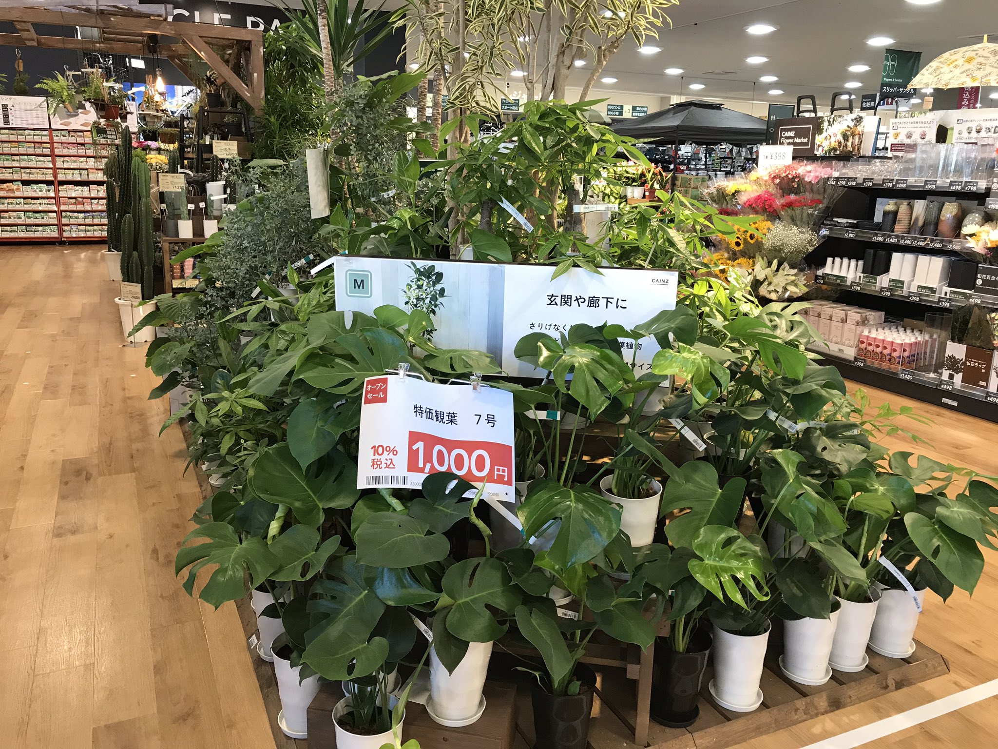 تويتر ベルク Belc على تويتر カインズ Kainz Official さんの様子 入ってすぐ観葉植物に癒されます キッチングッズが充実 q関連の売場も見ていて楽しい T Co 19xn355zsm