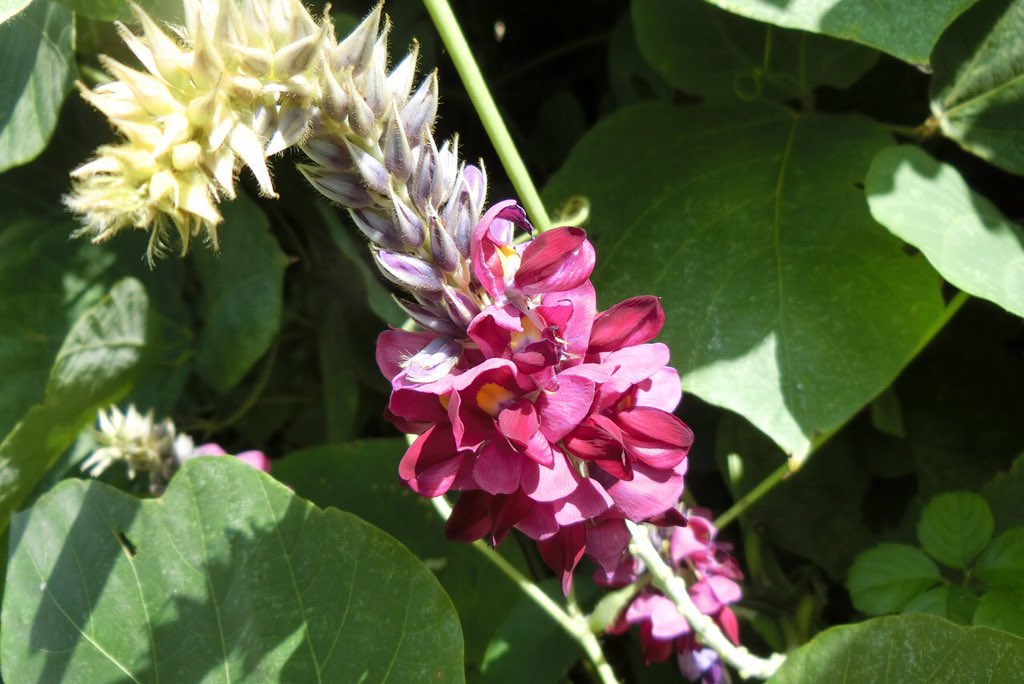 Y Yゆたか 秋の七草 ハギ クズ ススキ みやしろまち 花のある生活 花のある暮らし 花のある風景 花好きな人と繋がりたい 花の写真館 はなまっぷ 萩 すすき ススキ