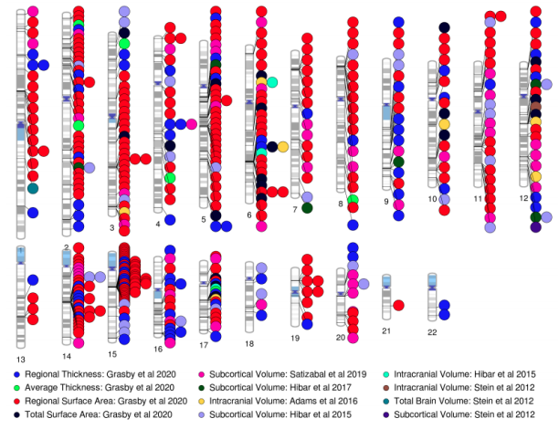 PTenigma's tweet photo. 10 years of NEUROIMAGING GENETICS: Sarah Medland+ENIGMA's Genomics group on challenges, pitfalls, highlights of their worldwide quest for genetic loci affect our brains, disease risk! https://t.co/DfvBsD07pz @katrinagrasby @njahanshad @jsteinlab @derrek @ColodroConde @BFranke_lab https://t.co/5EsEBEaRmY
