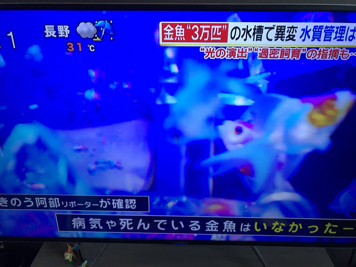 伊藤ロマ 金魚 実際に確認してみたところ病気の金魚や死んだ金魚はいなかった という阿部リポーター その阿部リポーターの目の前を尾腐れ病の金魚が泳いでいるのですが これはブラックジョークなのですか アートアクアリウム アートアクアリウム