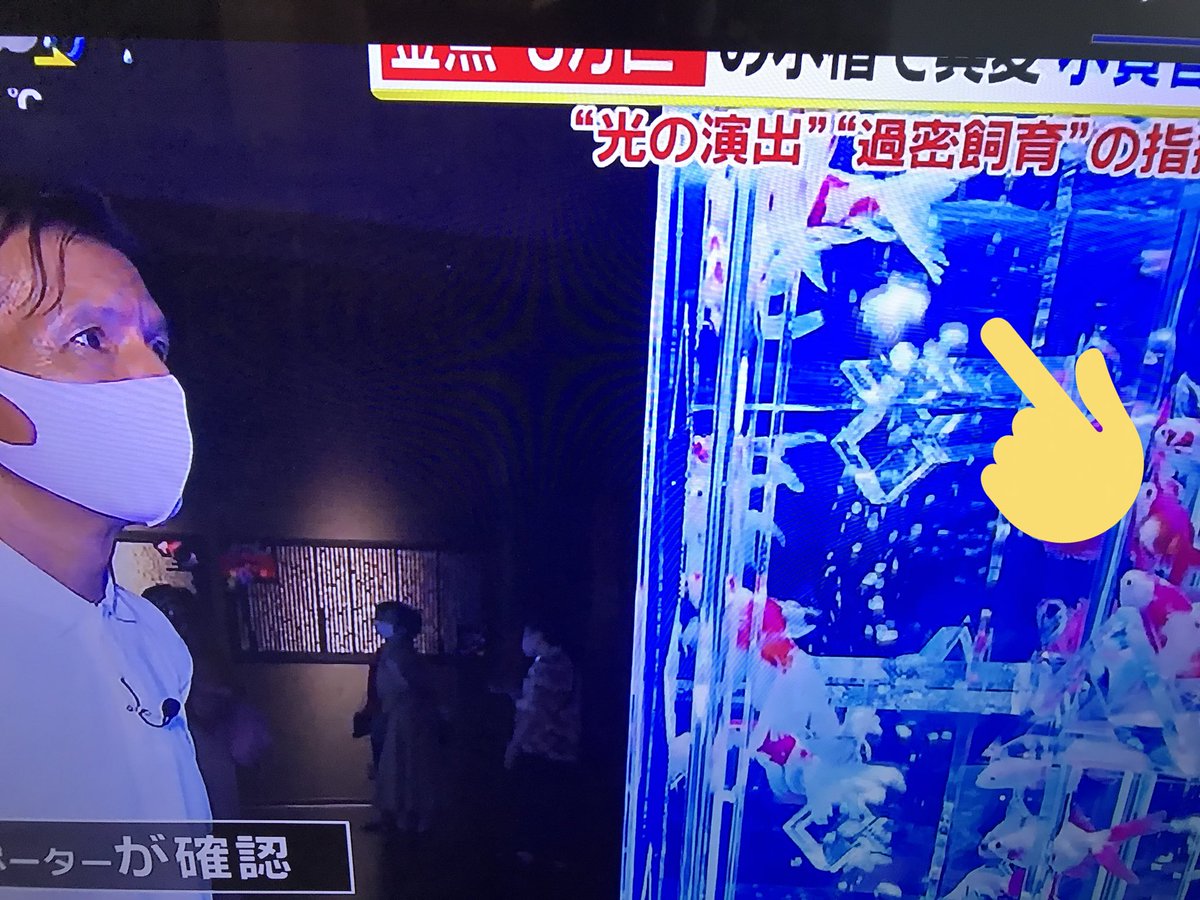 伊藤ロマ 金魚 実際に確認してみたところ病気の金魚や死んだ金魚はいなかった という阿部リポーター その阿部リポーターの目の前を尾腐れ病の金魚が泳いでいるのですが これはブラックジョークなのですか アートアクアリウム アートアクアリウム