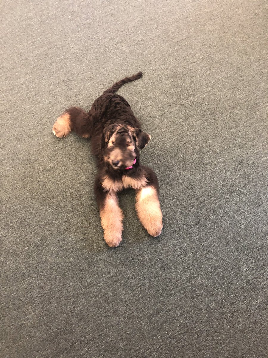 Fat_Russian1's tweet photo. Someone got a haircut today. Also I learned today, my dog, just like me, has a natural RBFS. And just like me, it was manageable under all the face hair. , but now, without the mop, it is just as prevalent as mine is when I shave. xD. #RBFS #IKnowThePain #ItDoesntGetBetter xP https://t.co/BJ8qM92y2w