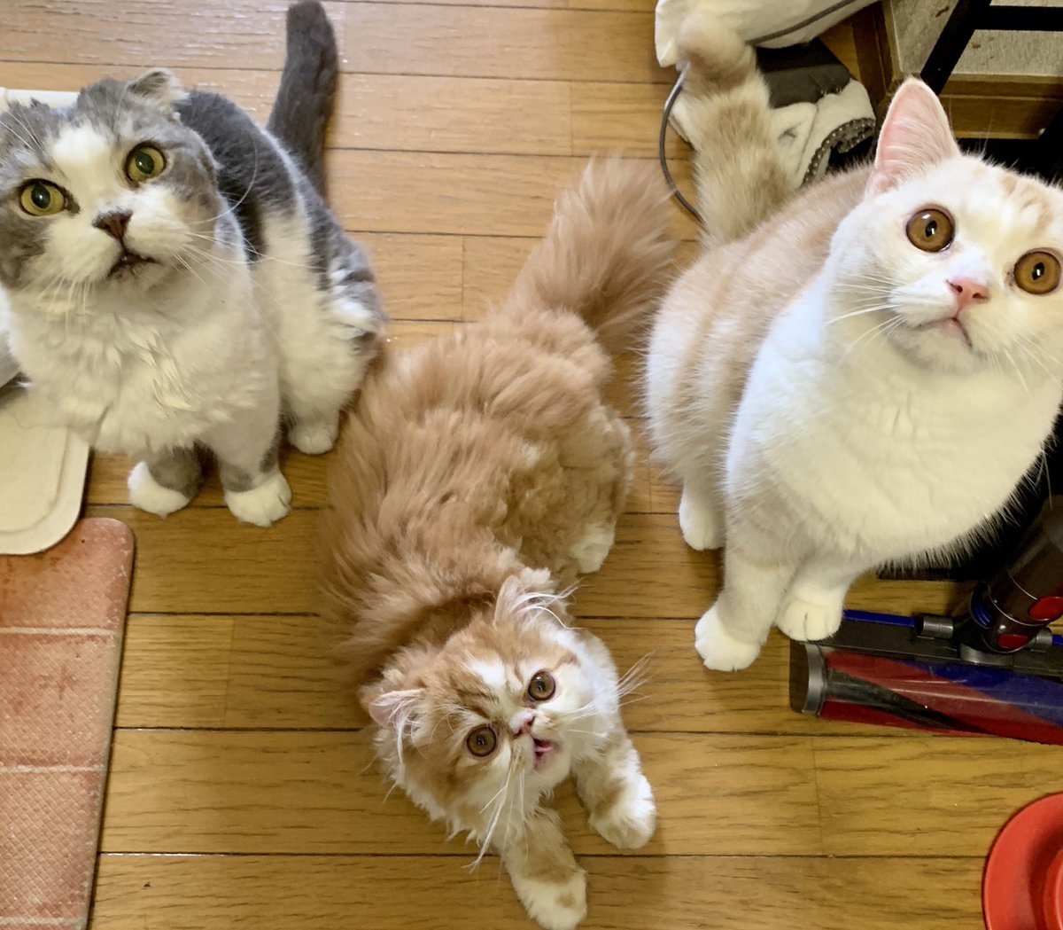 イケメン三兄弟u2049️ショットで おはぽてち🌞 週の真ん中水曜日にゃ