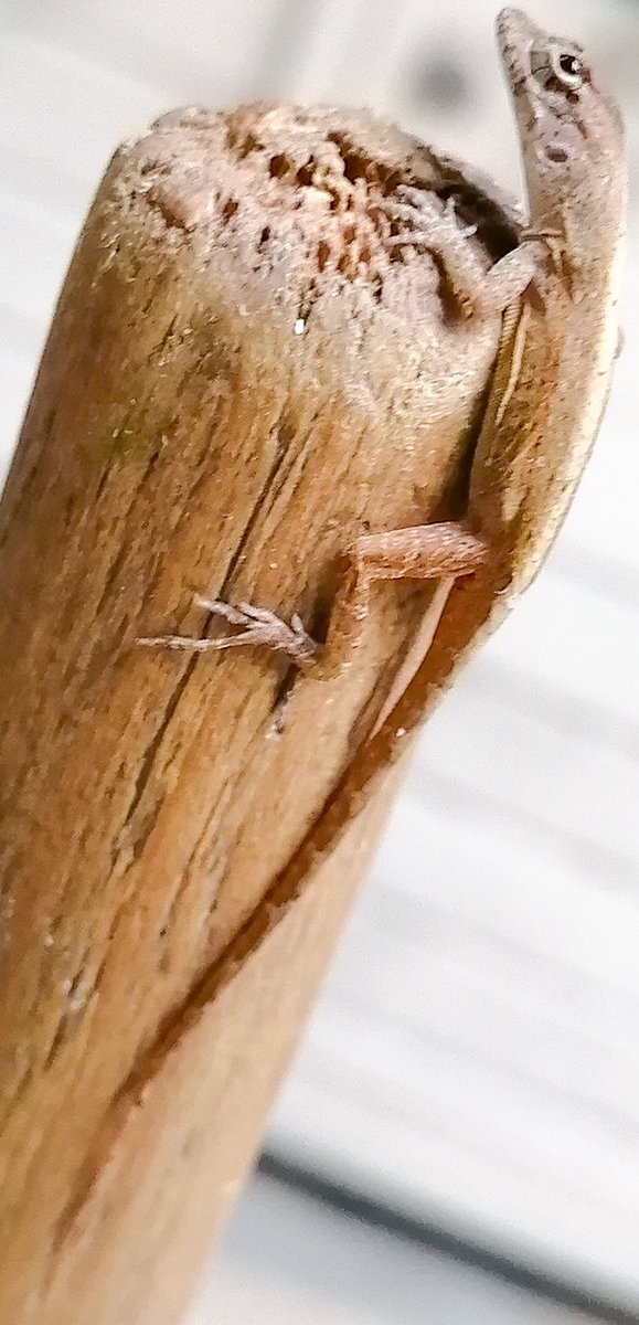 Rick1507Ricardo's tweet photo. Salí a barrer la banqueta y esta pequeña amiguita 🦎quería ayudarme, solo que le quedó algo grande la escoba...
#FelizMartes #Lagartija #Cuija https://t.co/WRXpMU4jY0