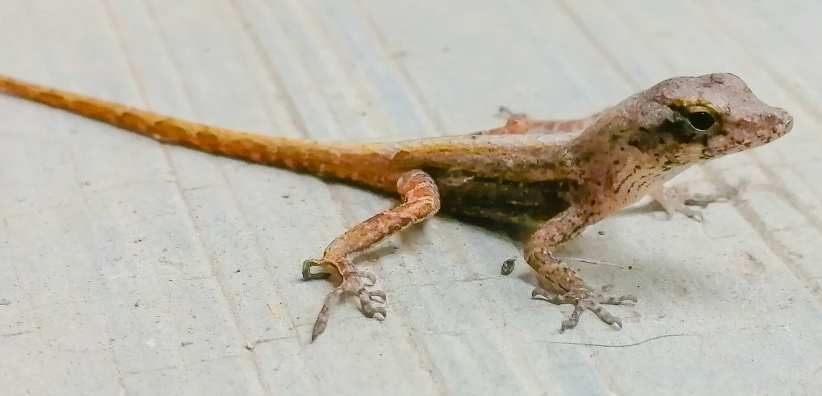 Rick1507Ricardo's tweet photo. Salí a barrer la banqueta y esta pequeña amiguita 🦎quería ayudarme, solo que le quedó algo grande la escoba...
#FelizMartes #Lagartija #Cuija https://t.co/WRXpMU4jY0