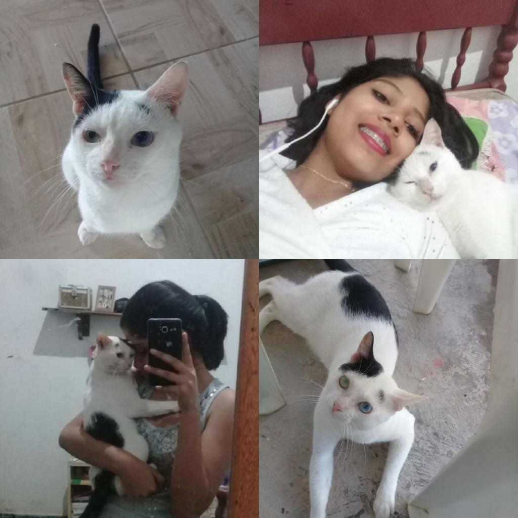 silva6959's tweet photo. oi, me chamo Raquel e tenho 15 anos, moro em Belém do Pará. Eu n gostaria de fazer isso mas eu realmente estou sem saída, com todo o caos q está acontecendo no mundo, eu sei q n é fácil mas eu preciso q quem puder me ajudar, pfv me ajude, meu gatinho (o da foto) esta com problema https://t.co/obA018xJgy