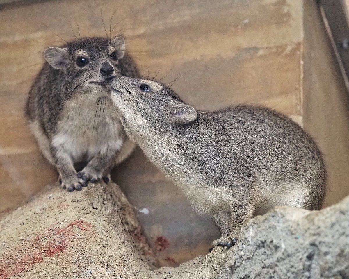 キボシイワハイラックス