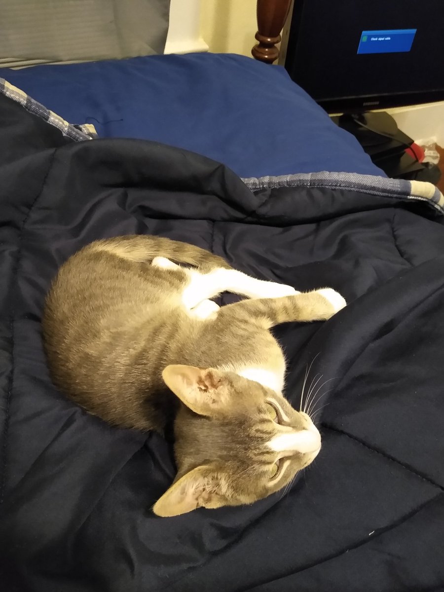 A thread of my cat for those who need a distraction feet my body randomly