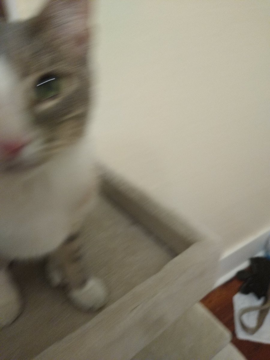 A thread of my cat for those who need a distraction feet my body randomly