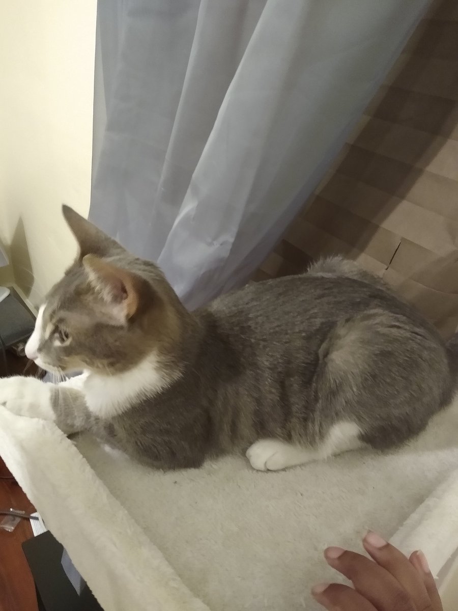 A thread of my cat for those who need a distraction feet my body randomly