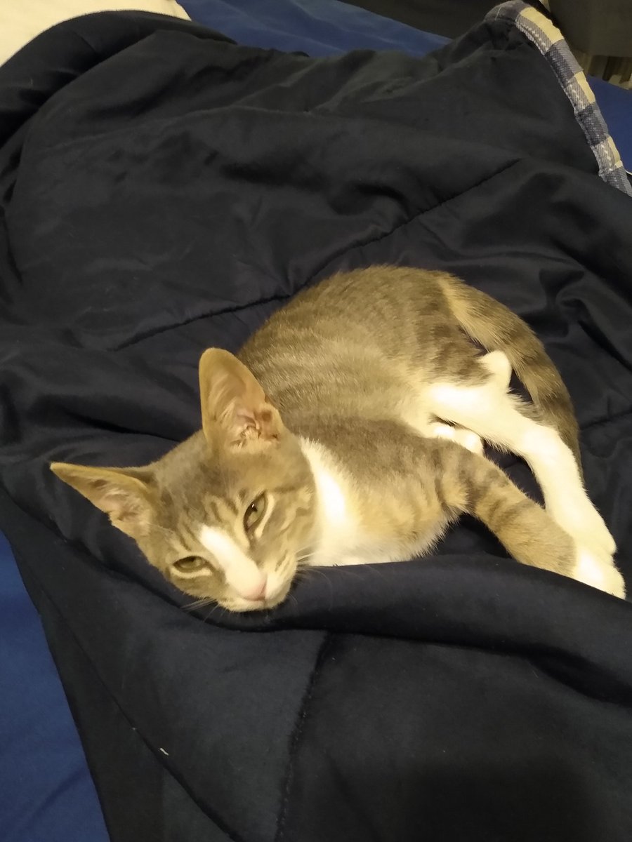 A thread of my cat for those who need a distraction feet my body randomly