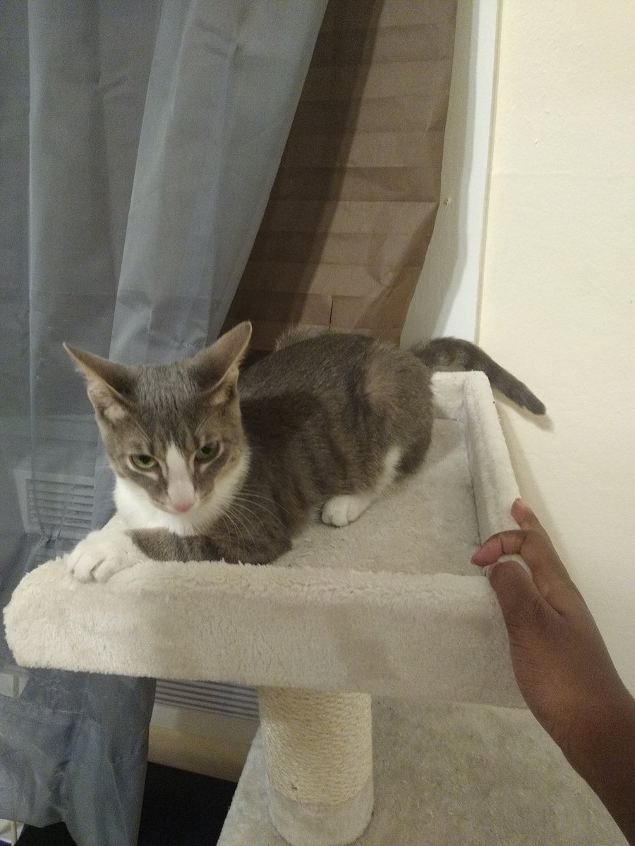 A thread of my cat for those who need a distraction feet my body randomly