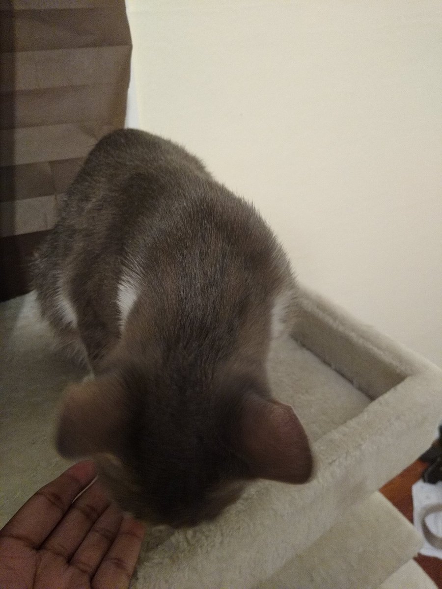 A thread of my cat for those who need a distraction feet my body randomly