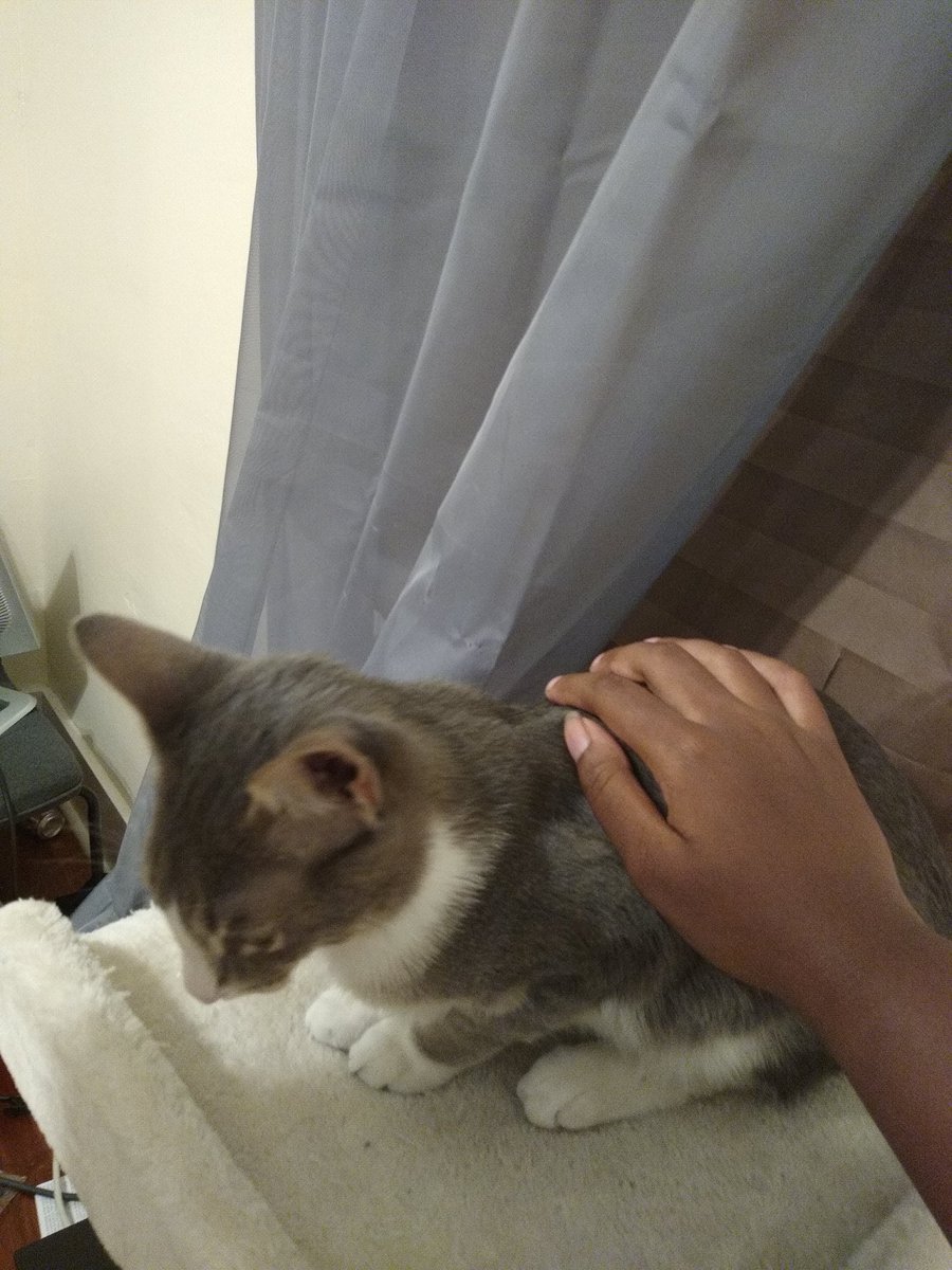 A thread of my cat for those who need a distraction feet my body randomly