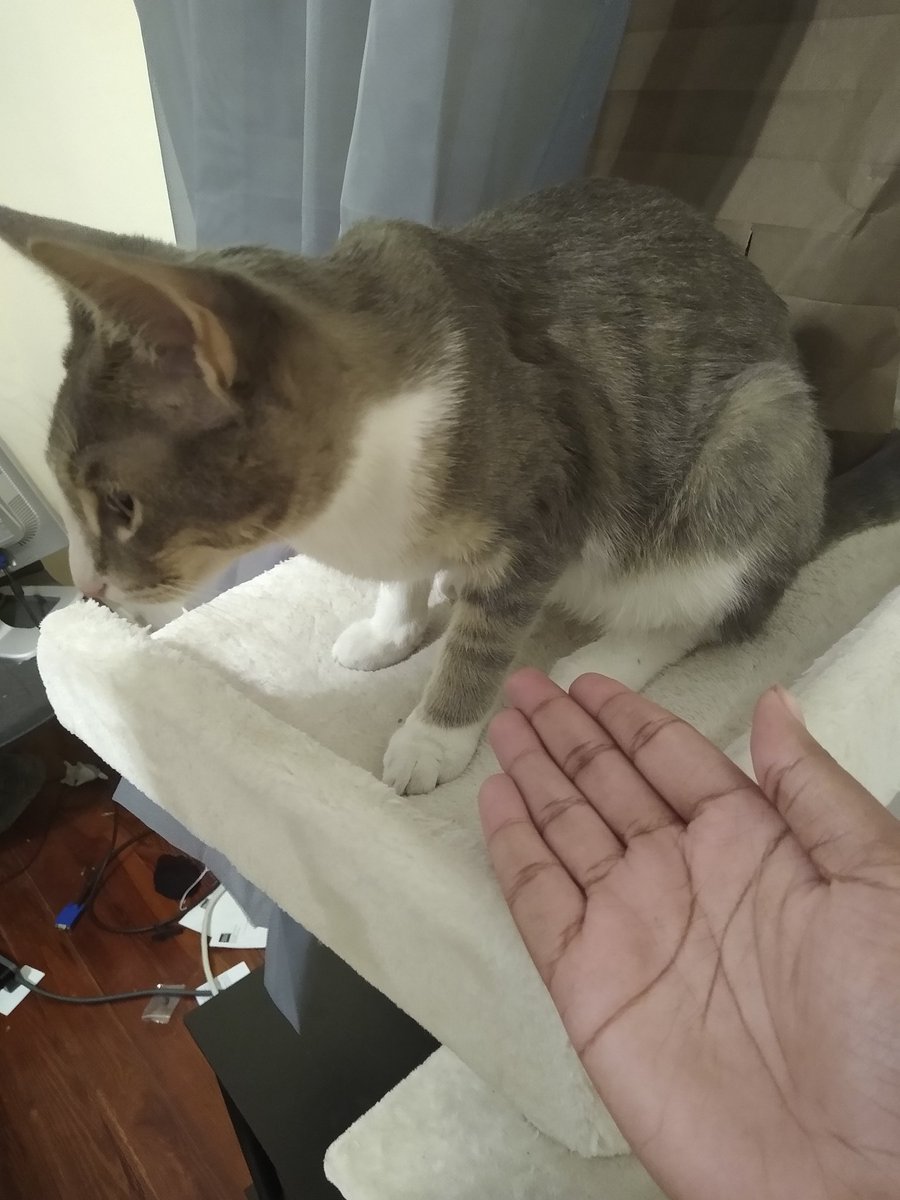 A thread of my cat for those who need a distraction feet my body randomly