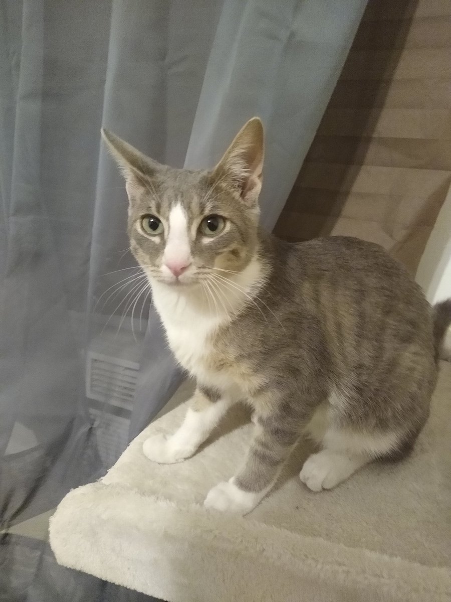 A thread of my cat for those who need a distraction feet my body randomly