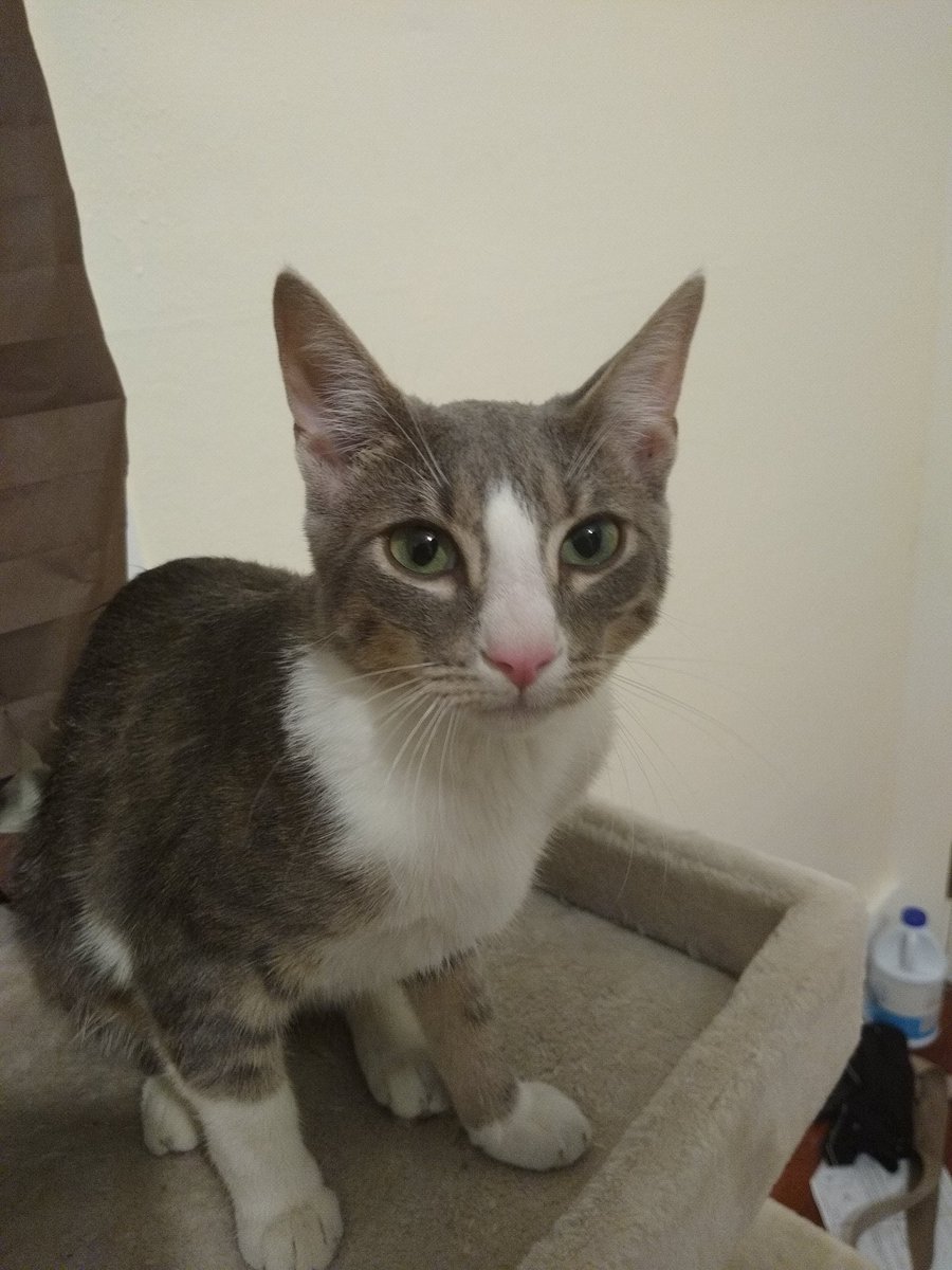 A thread of my cat for those who need a distraction feet my body randomly