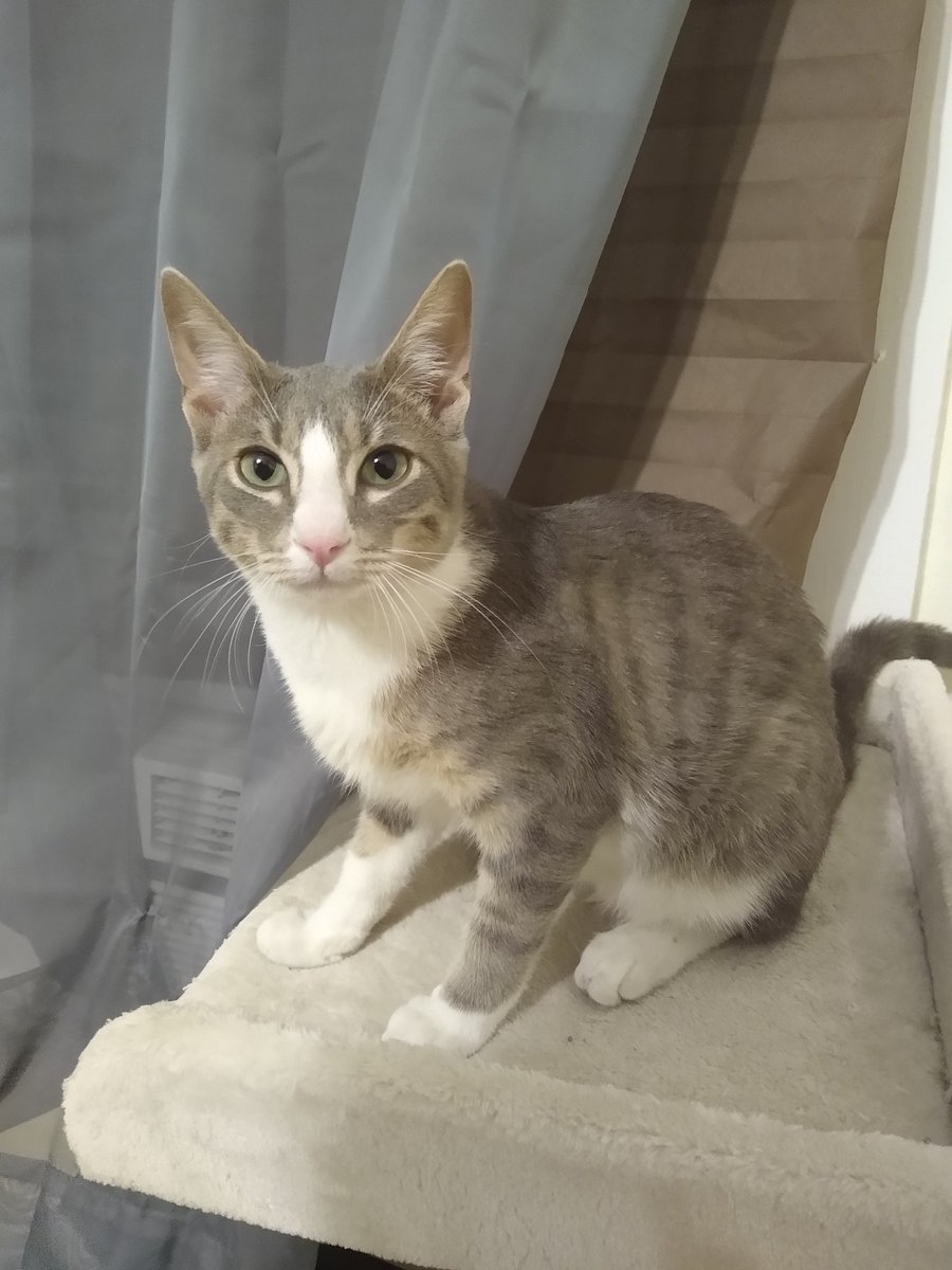 A thread of my cat for those who need a distraction feet my body randomly