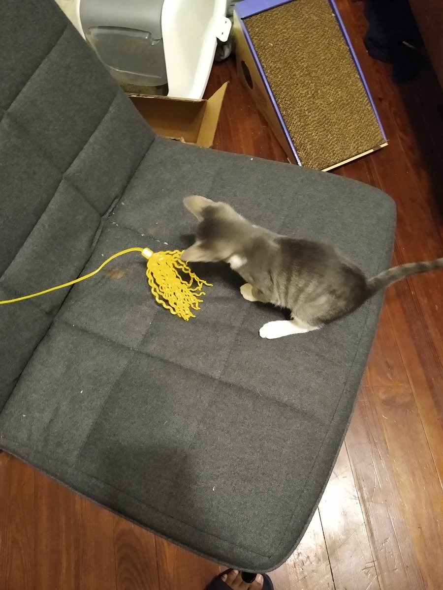 A thread of my cat for those who need a distraction feet my body randomly