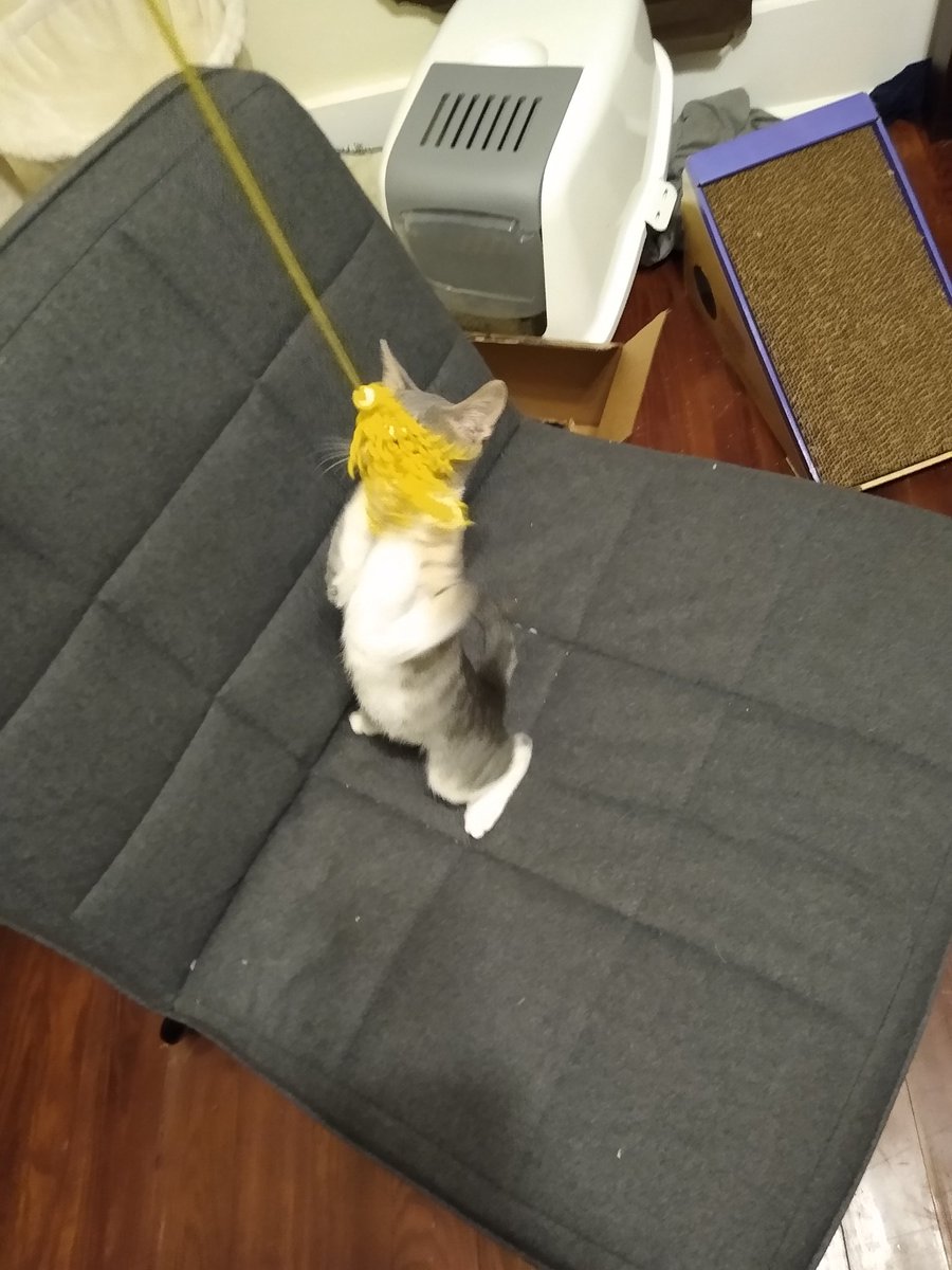 A thread of my cat for those who need a distraction feet my body randomly