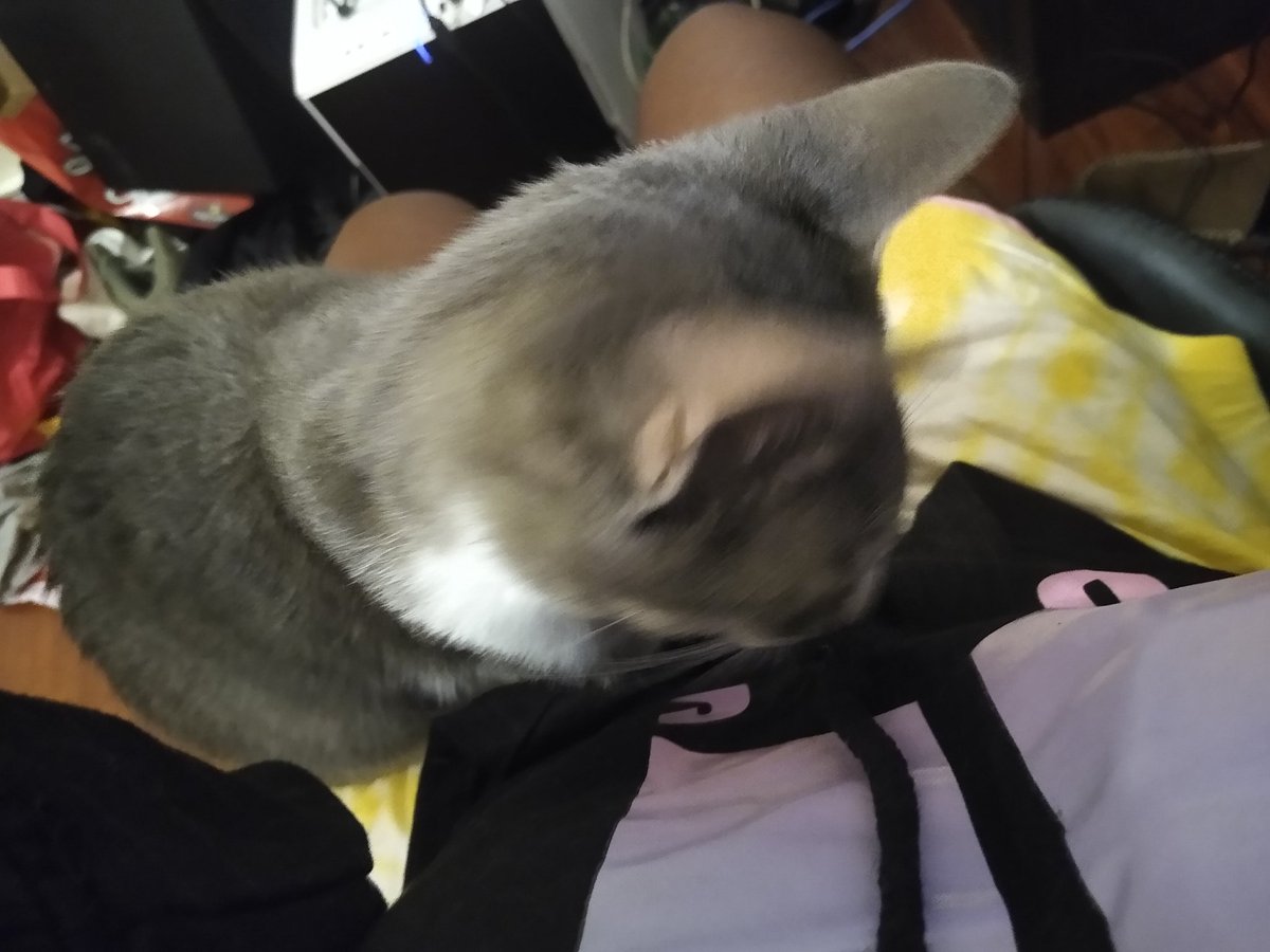 A thread of my cat for those who need a distraction feet my body randomly