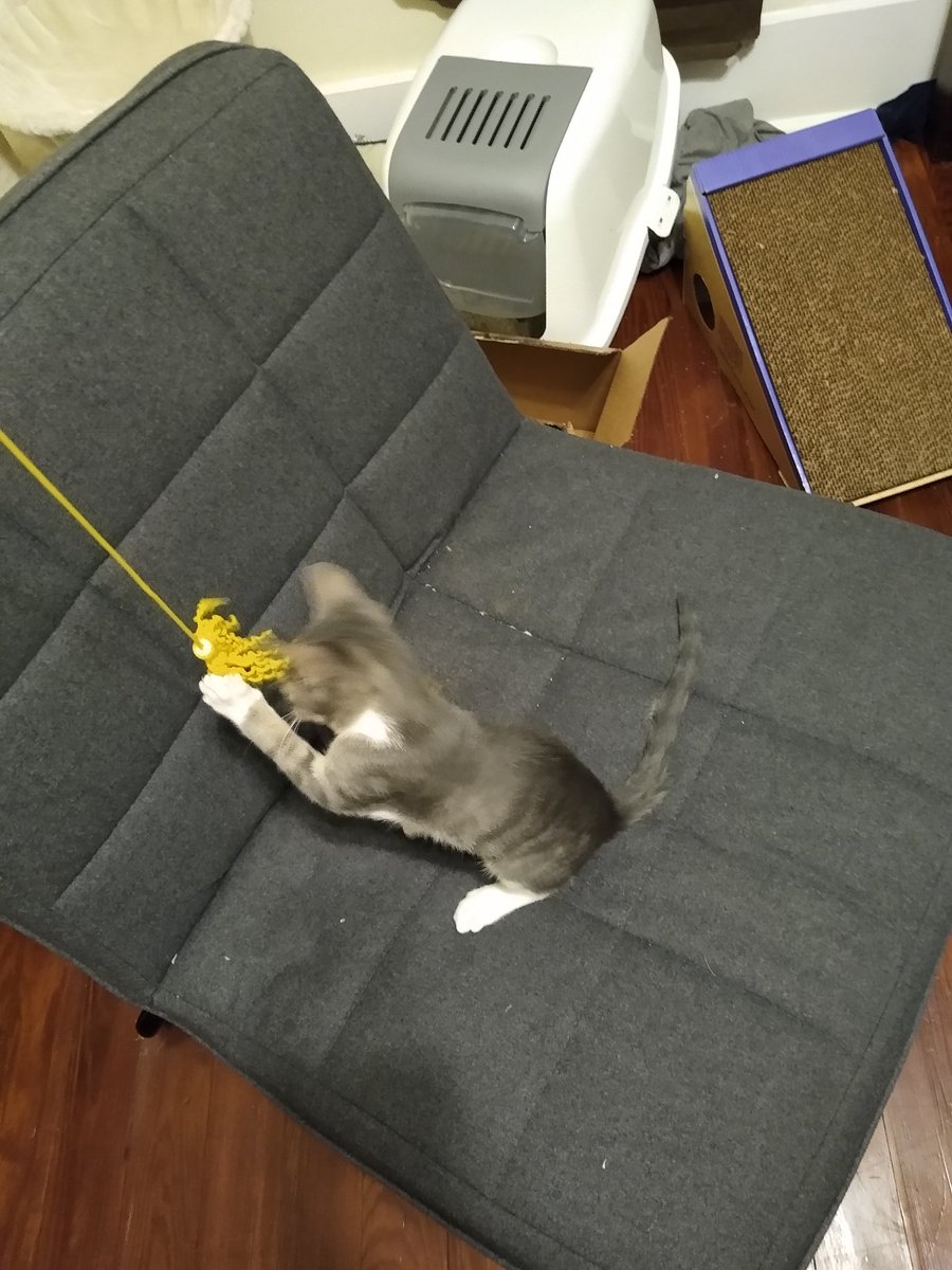 A thread of my cat for those who need a distraction feet my body randomly