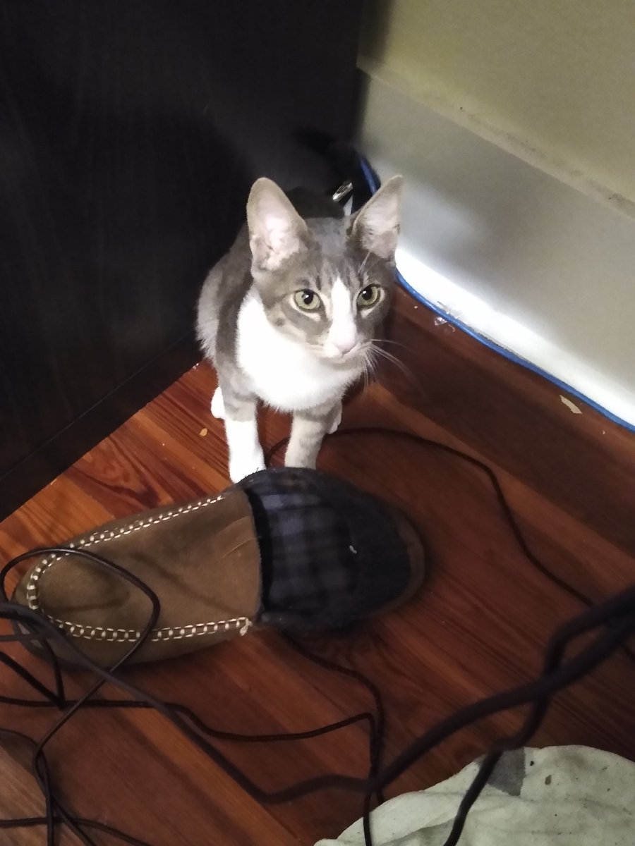 A thread of my cat for those who need a distraction feet my body randomly