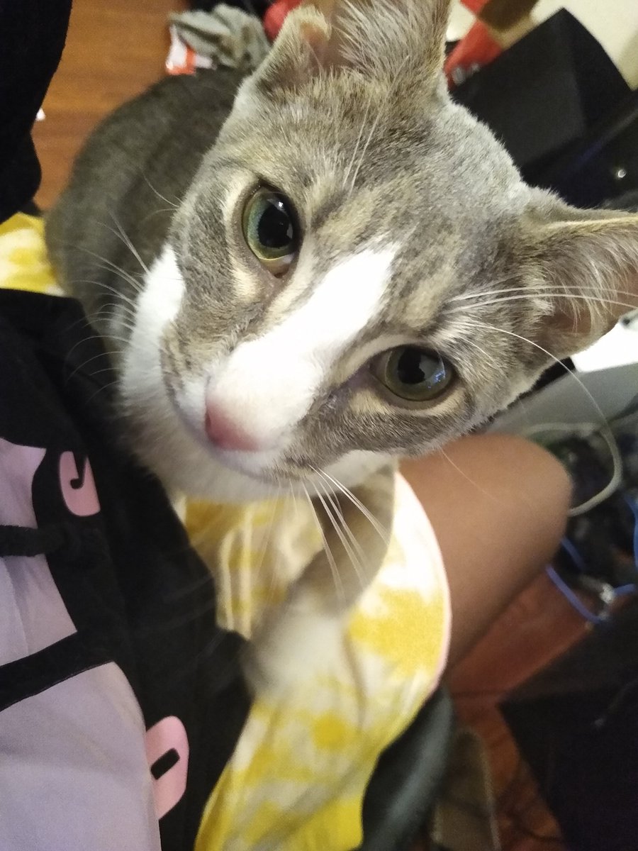 A thread of my cat for those who need a distraction feet my body randomly