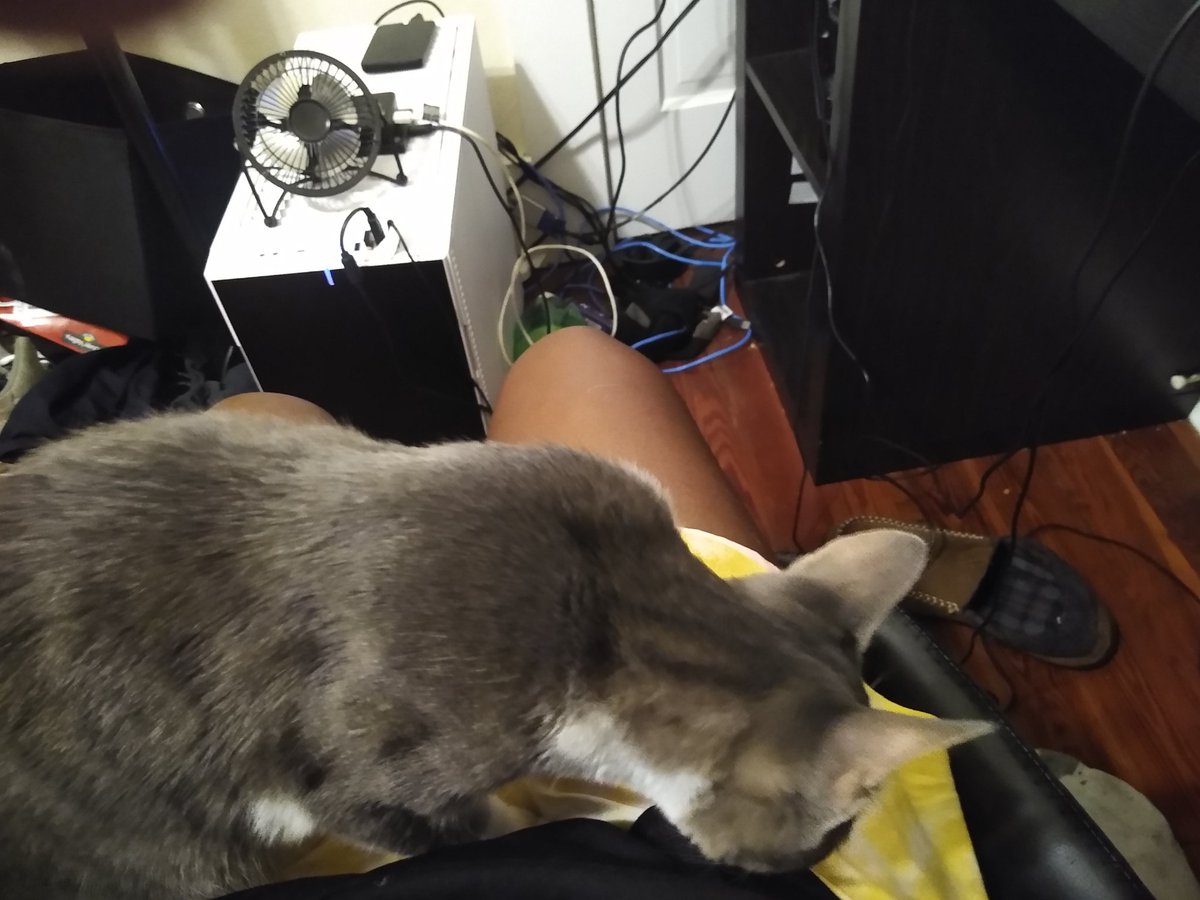 A thread of my cat for those who need a distraction feet my body randomly