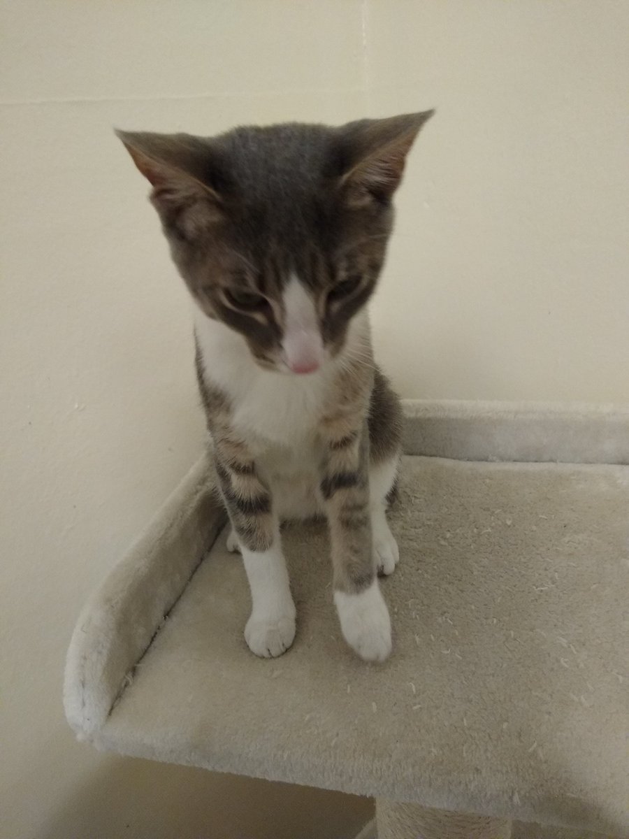 A thread of my cat for those who need a distraction feet my body randomly