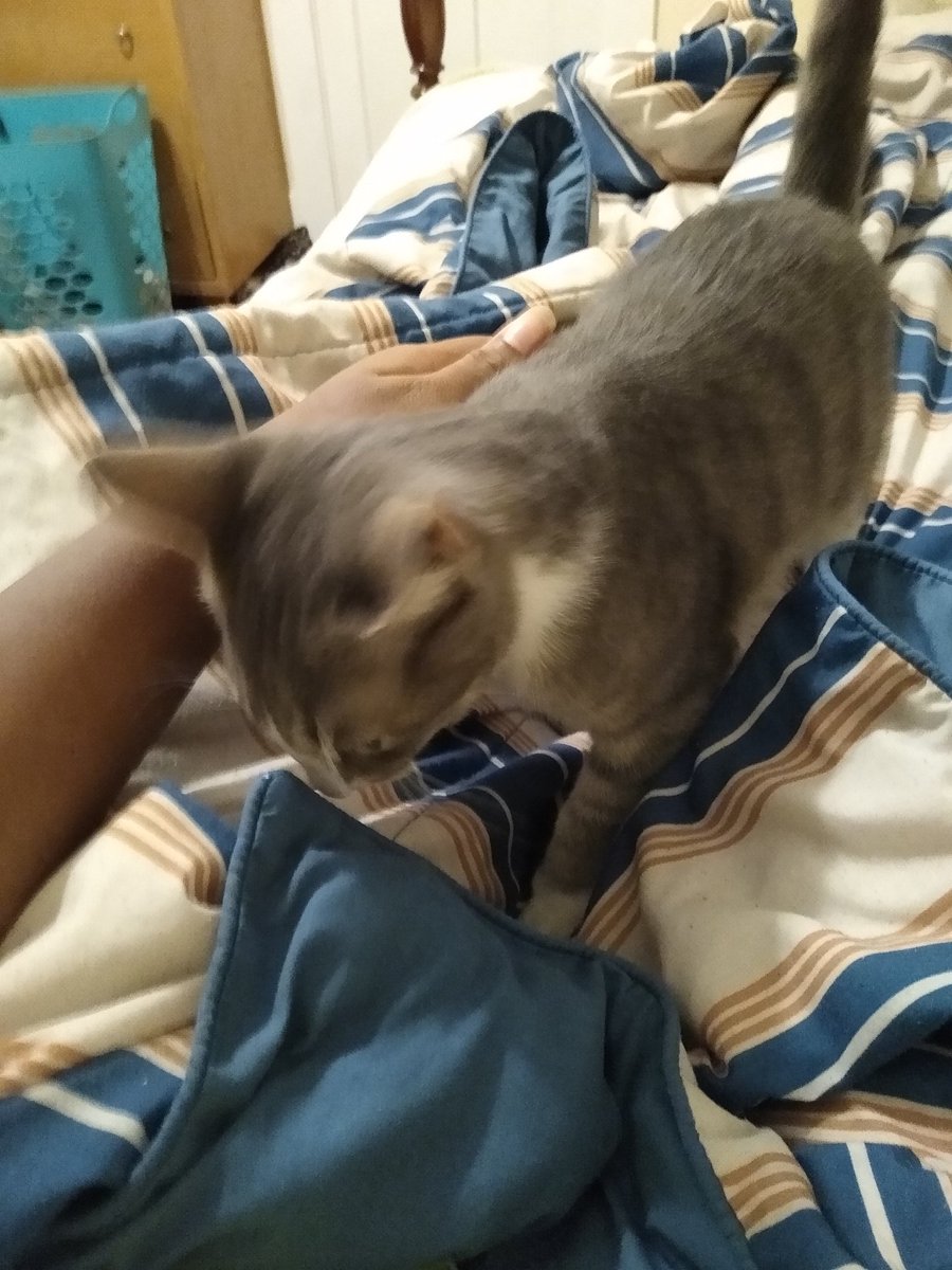 A thread of my cat for those who need a distraction feet my body randomly