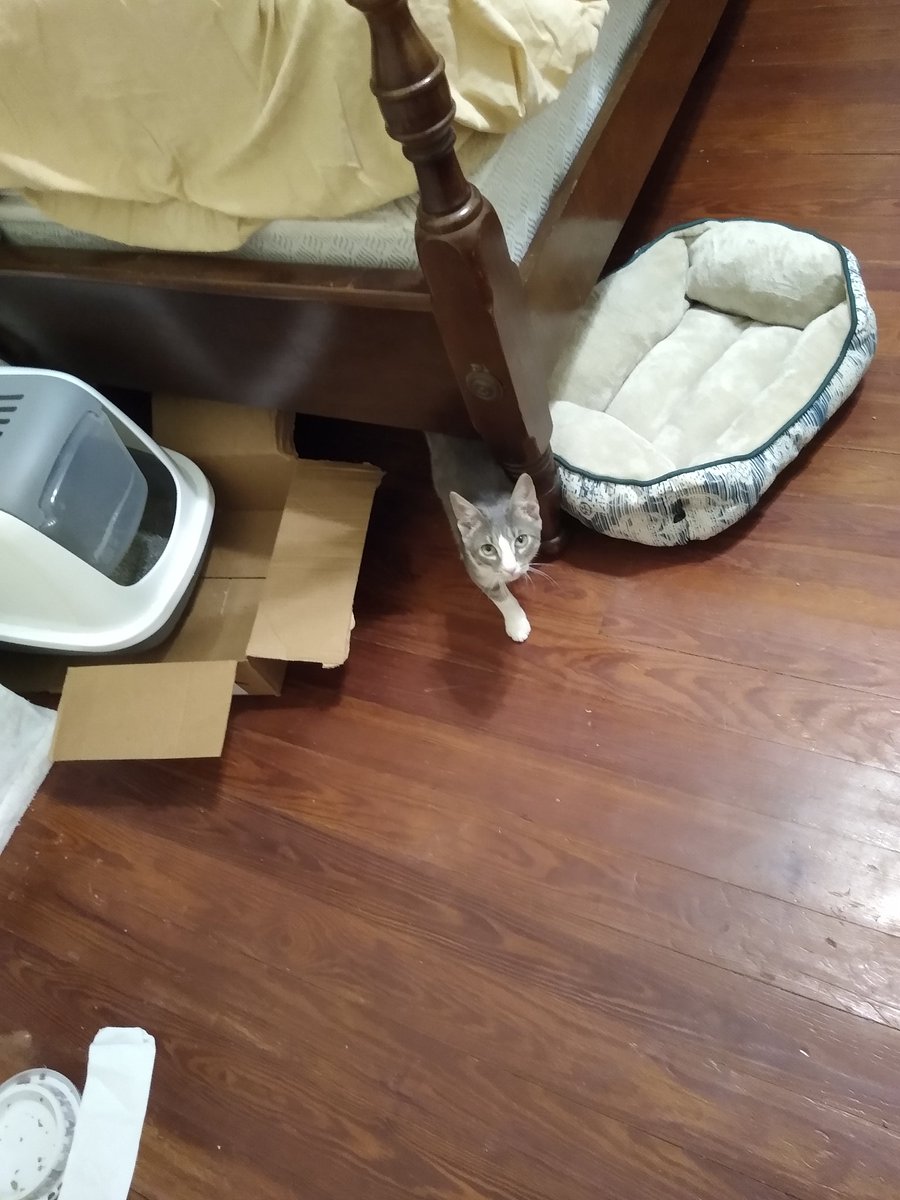 A thread of my cat for those who need a distraction feet my body randomly