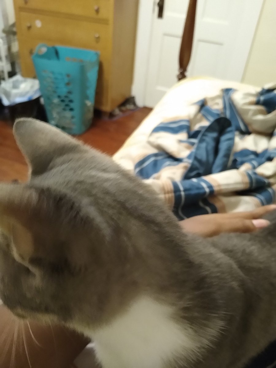 A thread of my cat for those who need a distraction feet my body randomly